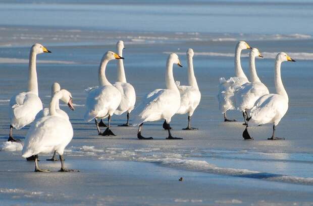 Остров Аэгна зимой: красоты нетронутой северной природы Аэгна, зима, природа, эстония