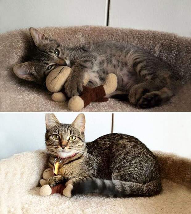 животное с игрушкой, до и после того, как выросло