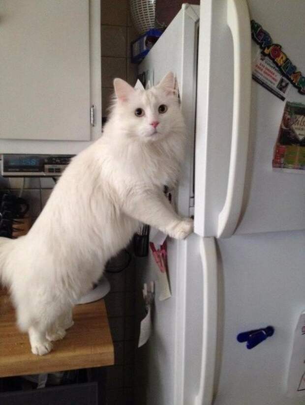 Утро начинается не с кофе. А с кормежки голодного кота коты, фото
