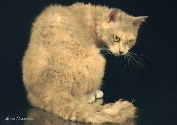 Ла-перм (Laperm Cat), фото породы кошек фотография