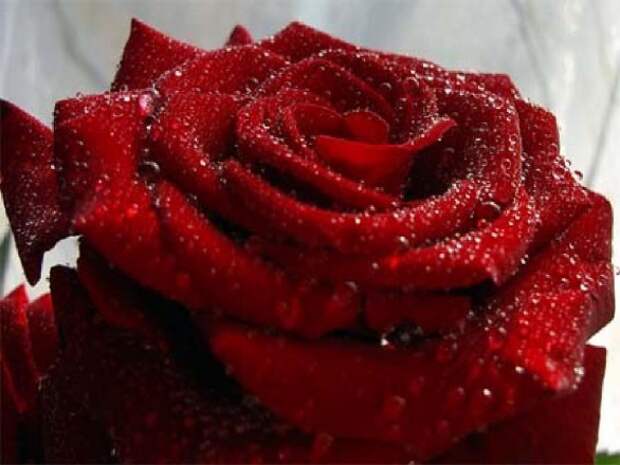 Фото роза, квіти, о моего серца