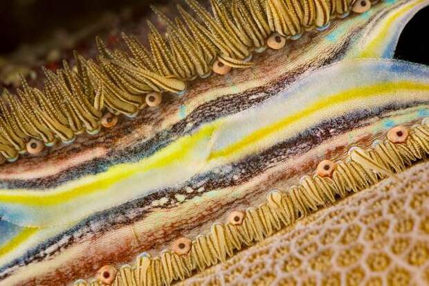 глаз кораллового гребешка