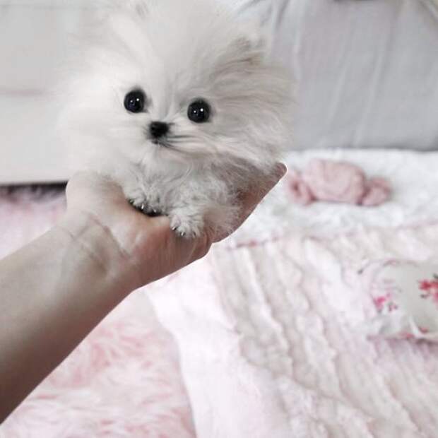 щенок 
