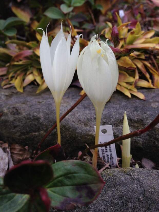 Шафран, или Крокус долинный (холмовой) (Crocus vallicola)