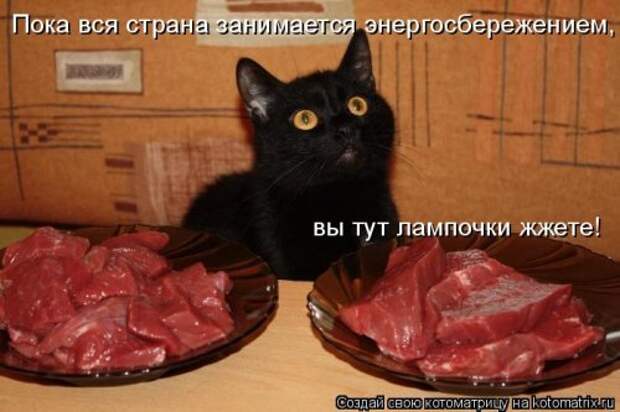 Новая котоматрица (32 фото)