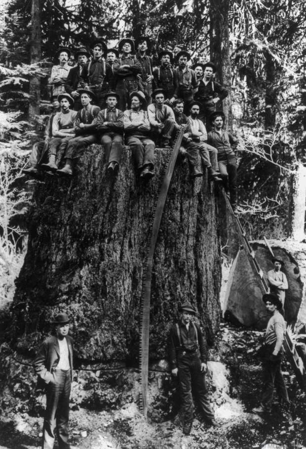 Когда деревья были большими:  редкие фото из архивов 1892-1937