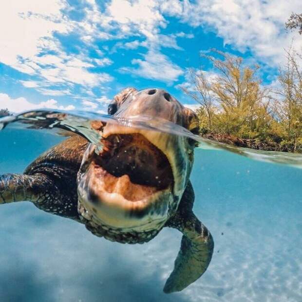 15 лучших фотографий 2015 года по версии GoPro