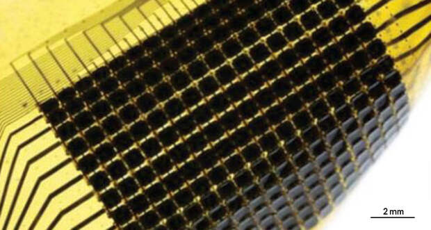 MATERIAL IN MOTION  By mimicking the structure of cephalopod skin, materials scientists create an ultra-thin, flexible material that can copy light patterns in the environment.