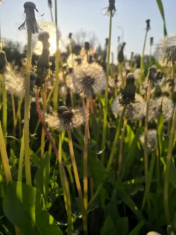 Одуванчик желтый. Одуванчик. Одуванчик одиночный цветок. Одуванчик фото. Изложение одуванчик.