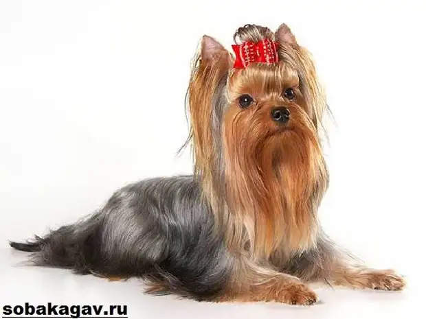 Йоркширский терьер собака. Описание, особенности, уход и цена йоркширского терьера