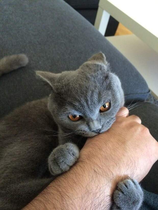 Это поймет каждый обладатель злого кота животные, злые, коты
