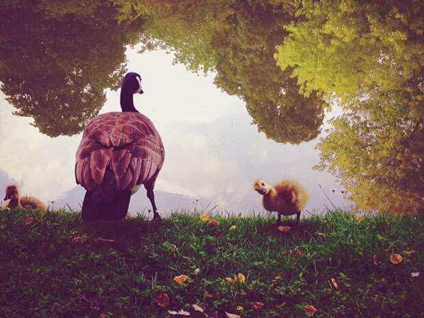 iphone photography award фото сделанные на смартфон (6)