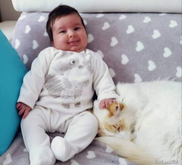 кошка нянчится с ребенком