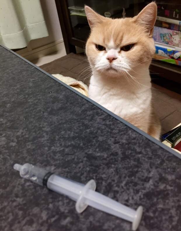Озлобленный кот Коюки животные, коты, прикол