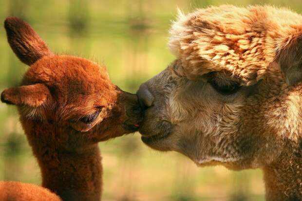 http://foto.infan.ru/img/f/93/2/29-animals_parents-lamas.jpg