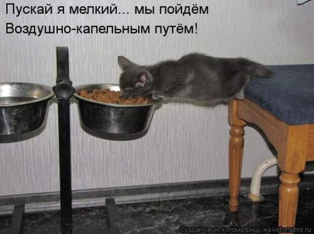 Котоматрица на Бугаге (28 фото)