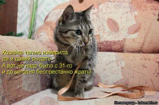 22 котоматрицы