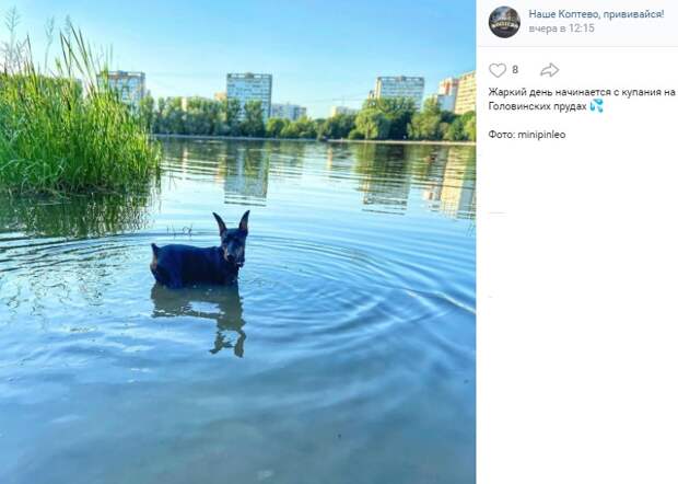 Фото дня: доберман охлаждается на Головинских прудах