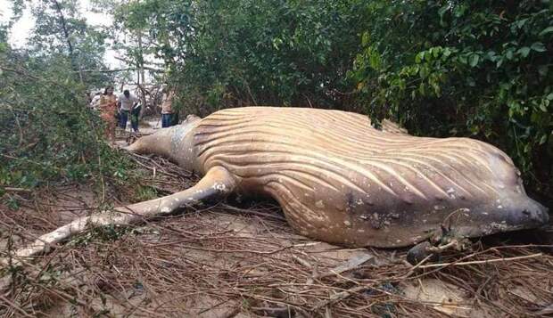 В бразильских джунглях неожиданно обнаружился мертвый кит