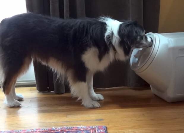 Хитрый пёс научился открывать герметичный контейнер видео, животные, прикол, собака