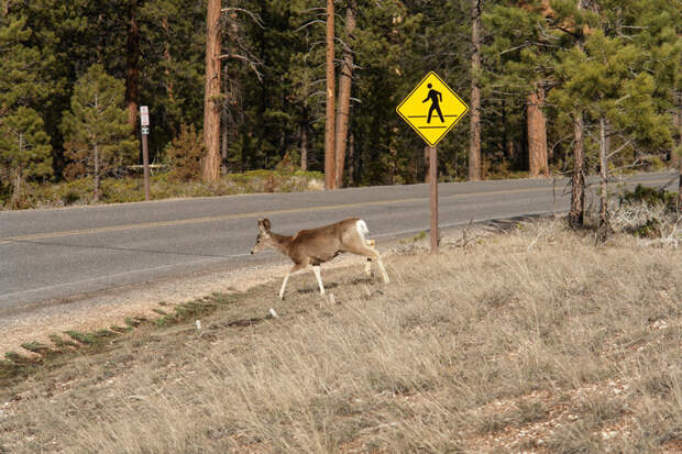 1. Берегись людей знак, мир, юмор