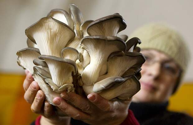 Как выращивают грибы в Беларуси беларусия, грибы