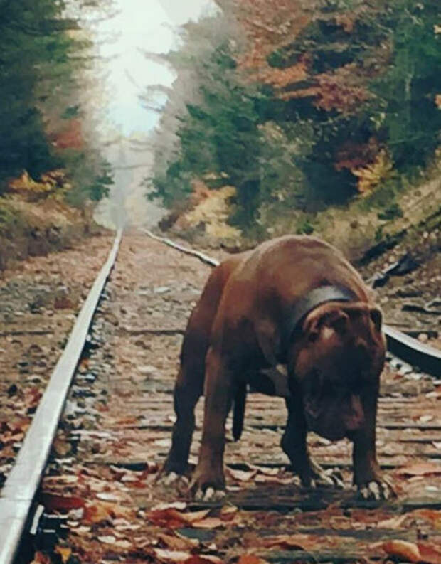 Самый крупный питбуль в мире Самый крупный питбуль в мире питбуль, халк