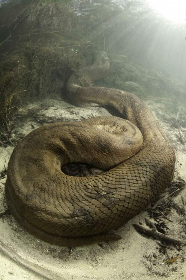Шокирующие кадры гигантской анаконды анаконда, животные, змеи, ужас