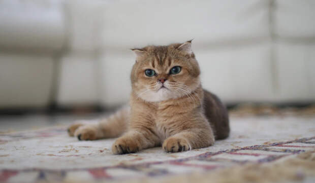 Шотландская вислоухая кошка: фото, характер и особенности породы