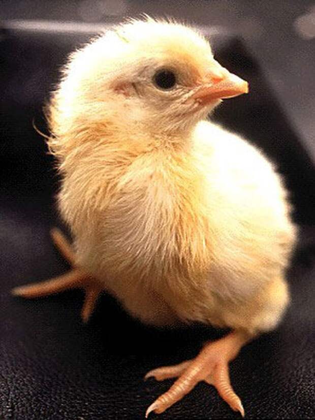 Как из яйца развивается курица курица, развивается, яйцо