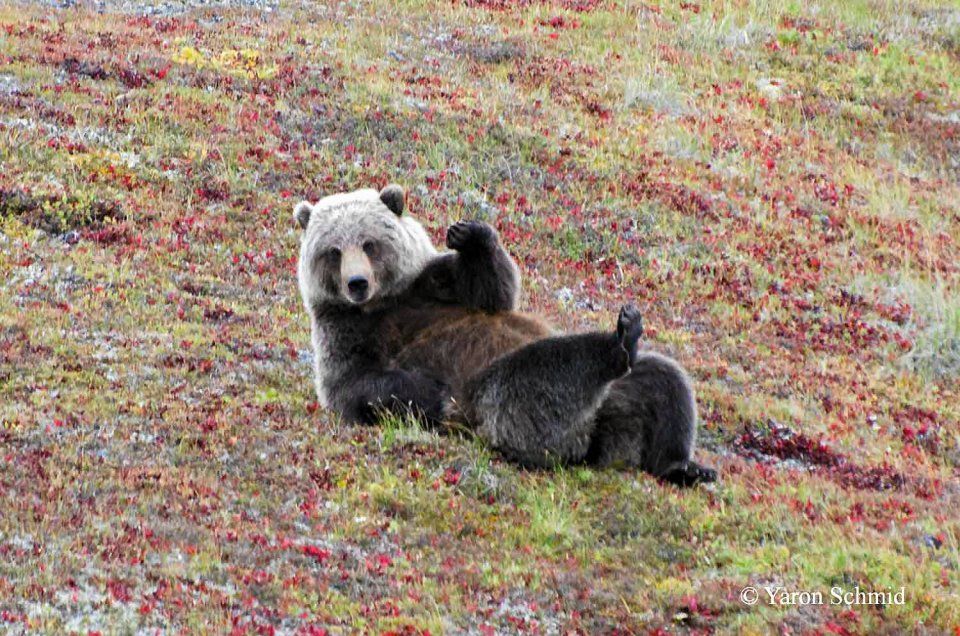 Comedy Wildlife Photo Awards 5