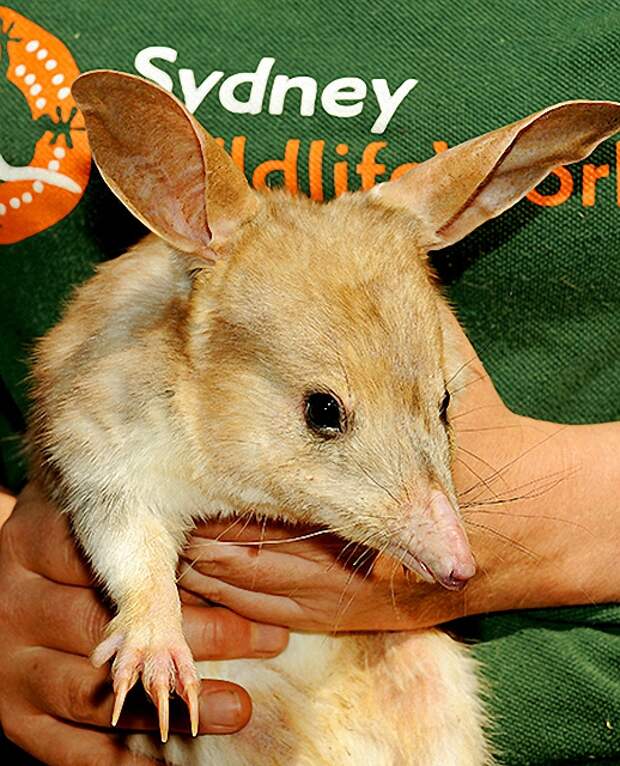 Интересные традиции празднования Пасхи в мире Интересные традиции празднования Пасхи в мире