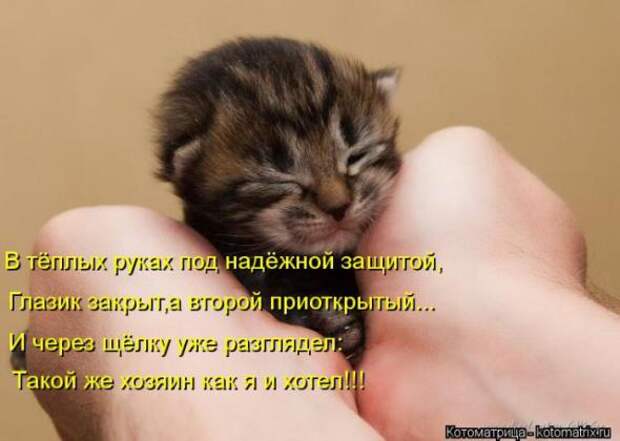 Котоматрицы(картинки с надписями)
