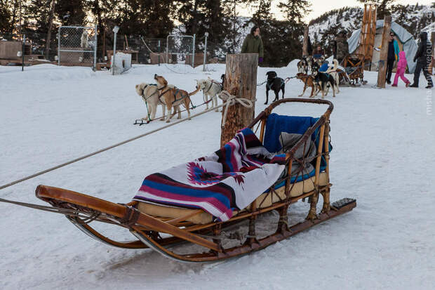 Ездовые собаки на горнолыжном курорте Aspen Snowmass