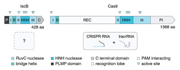 Рис. 2. Схема строения эндонуклеаз IscB и Cas9