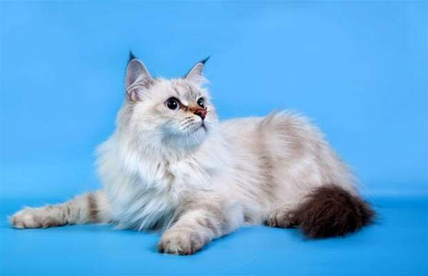 Невская маскарадная кошка, сибирский колор-поинт, фото породы кошек фотография