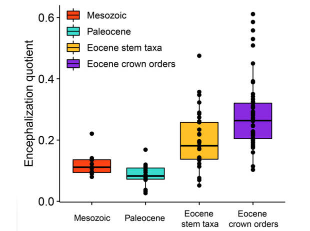 Коэффициент энцефализации мезозойских, палеоценовых, архаичных эоценовых и эоценовых представителей современных отрядов плацентарных млекопитающих