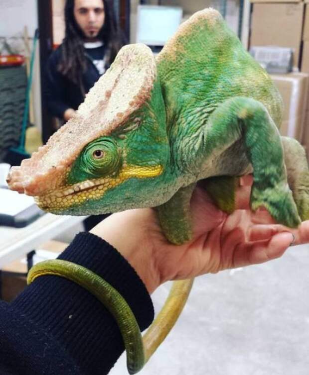 Прикольные картинки. Вечерний выпуск (54 фото)