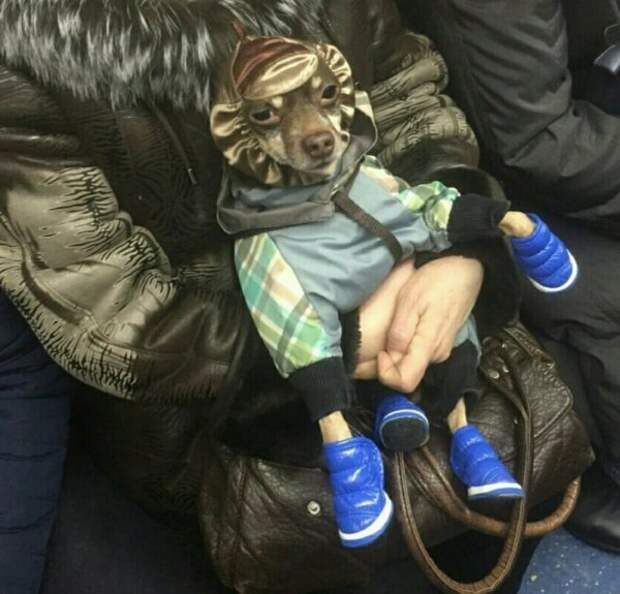 собака в костюме