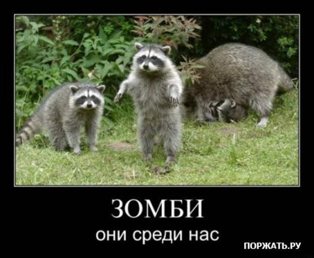 Демотиваторы приколы и юмор в смешных фотках с надписями.