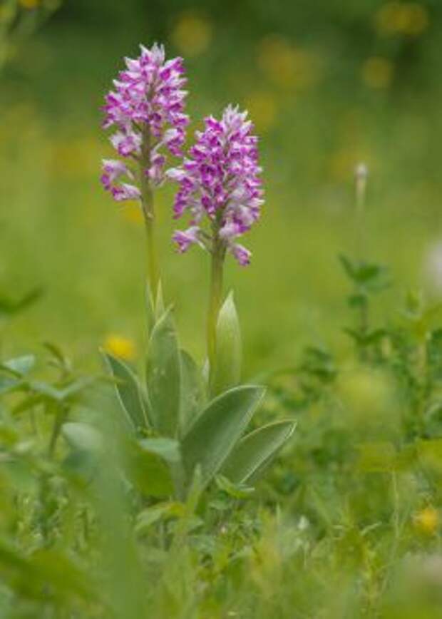 Ятрышник шлемовидный (Orchis militaris)