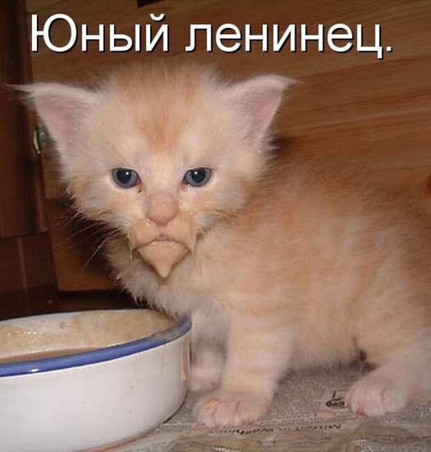 животные