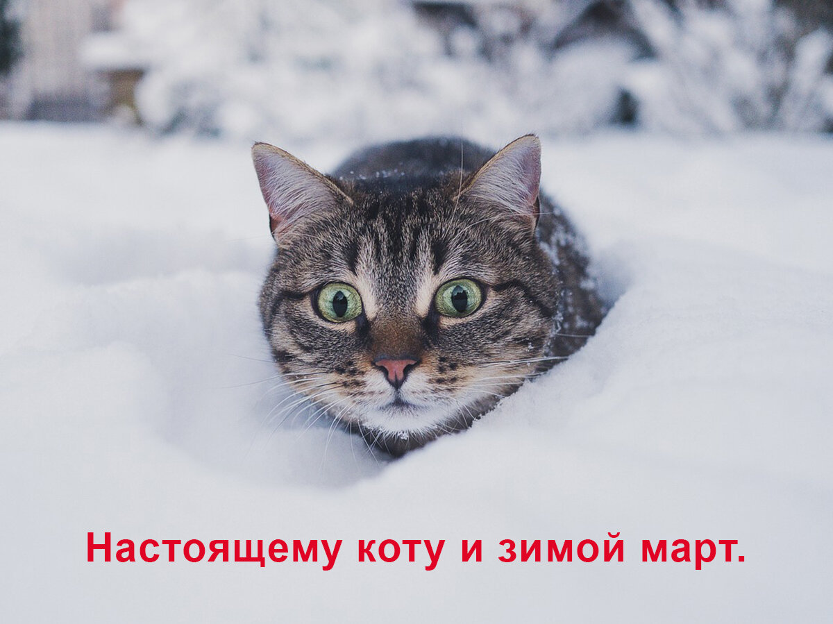 Коты в марте котируются! Немного мурлычного юмора))