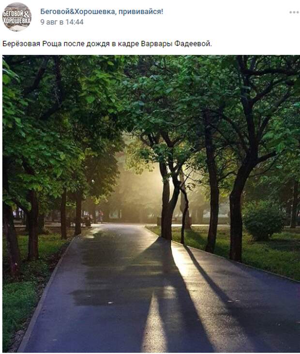Фото дня: Березовая роща после дождя