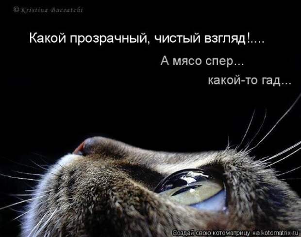 Отличная котоматрица для поднятия настроения (40 фото)