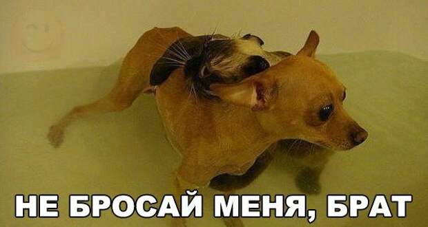 Картинки. Картинки.