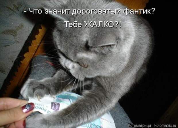 Новая котоматрица (30 фото)