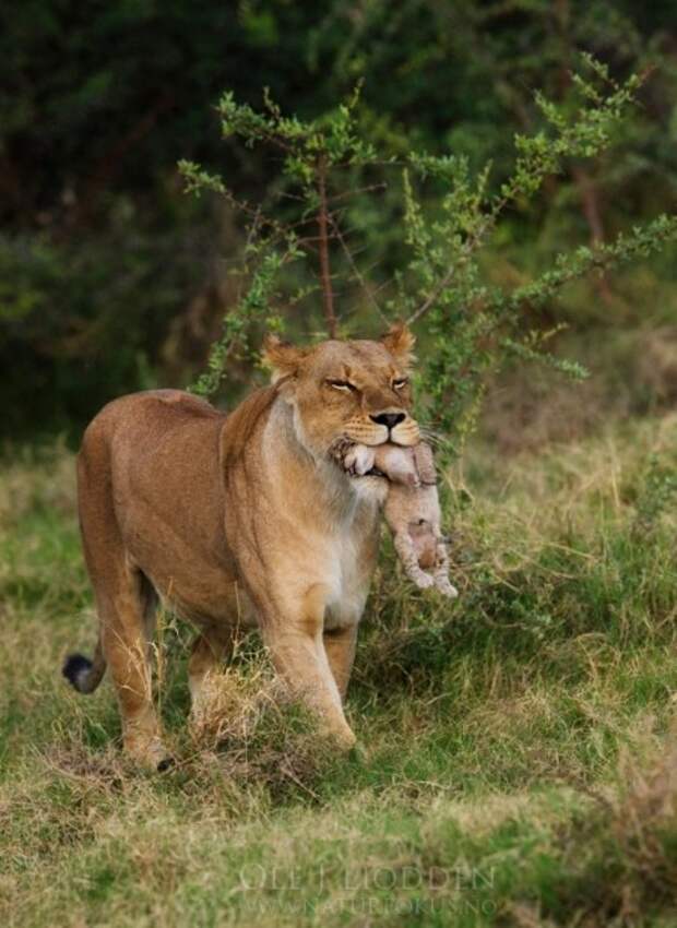 Львы (лат. Panthera leo) (англ. Lions)