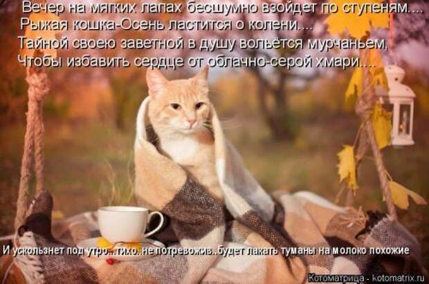 Новая и прикольная котоматрица на 22 сентября (29 фото)