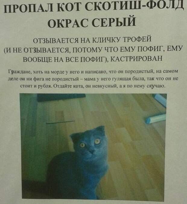 Забавные объявления о пропаже домашних животных (25 фото) 